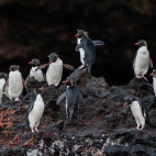 Eastern rockhopper penguin in Macquarie Island