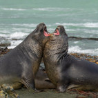 Elephant seal in Macquarie Island