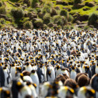 King penguin colony in Macquarie Island