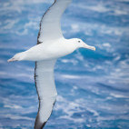 Royal albatross in Macquarie Island