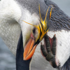Royal penguin in Macquarie Island