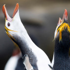 Royal penguin in Macquarie Island