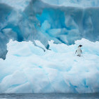 Adelie penguin in Antarctica.