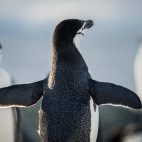 Chinstrap penguin in Antarctica.