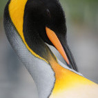 King penguin in Antarctica.