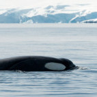 Orca in Antarctica.