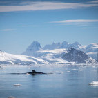 Minke Whale in Antarctica.