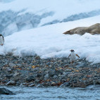 Gentoo penguin and Weddell seal in Paradise Harbour, Antarctica