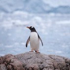 Gentoo penguin in Paradise Harbour, Antarctica