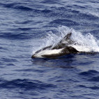 Hourglass dolphin in Antarctica
