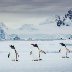 Penguins in Antarctica.