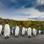 Penguins in Antarctica.