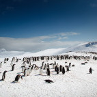 Penguins in Antarctica.