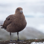 Brown skua in Petermann Island, Antarctica