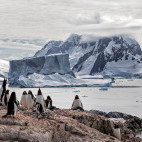 Gentoo penguin in Petermann Island, Antarctica