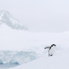 Chinstrap penguin in the Polar Circle, Antarctica