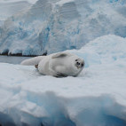 Crabeater seal in the Polar Circle, Antarctica.