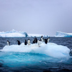 Gentoo penguin in the Antarctic Polar Circle