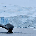 Humpback whale in the Antarctic Polar Circle