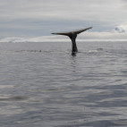 Humpback whale in the Polar Circle, Antarctica.