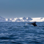 Humpback whale in the Polar Circle, Antarctica