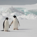 Adelie penguin in Port Lockroy, Antarctica