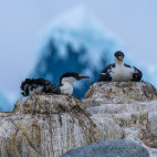 Blue-eyed shag in Port Lockroy, Antarctica