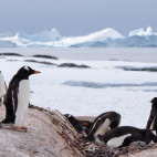 Gentoo penguin in Port Lockroy, Antarctica