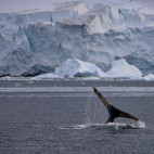 Humpback whale in Port Lockroy, Antarctica