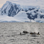 Orca in Port Lockroy, Antarctica