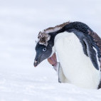 Adelie penguin in Antarctica.