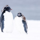 Adelie penguins in Antarctica.