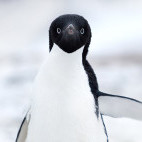 Adelie penguin in Ross Sea, Antarctica