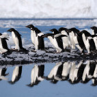 Adelie penguin in Ross Sea, Antarctica