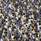 King penguin colony in Ross Sea, Antarctica