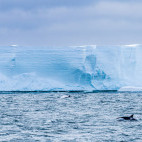 Orca in the Ross Sea