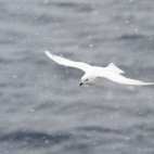 Snow petrel in Ross Sea, Antarctica