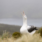 Southern royal albatross in Ross Sea, Antarctica