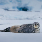 A seal lying down in Antarctica.
