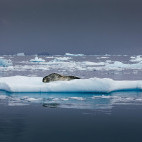 Seal on an ice float in Antarctica.