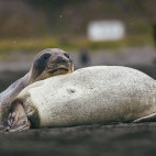 Seals lying on each other in Antarctica.