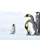 Emperor penguins and chicks in Snow Hill Island, Antarctica
