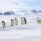 Emperor penguin colony in Snow Hill Island, Antarctica