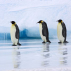 Emperor penguins in Snow Hill Island, Antarctica