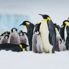 Emperor penguin in the Weddell Sea, Antarctica.