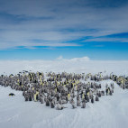 Emperor penguin in the Weddell Sea, Antarctica.