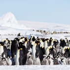 Emperor penguin in the Weddell Sea, Antarctica.