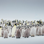 Emperor penguin in the Weddell Sea, Antarctica.