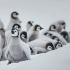 Emperor penguin in the Weddell Sea, Antarctica.