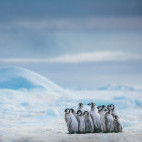 Emperor penguin in the Weddell Sea, Antarctica.